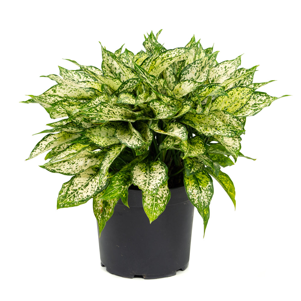 aglaonema osaka plant Natural plants - Aglaonema Osaka