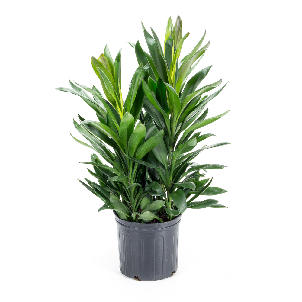 dracaena cordyline glauca Natural plants - Cordyline Glauca