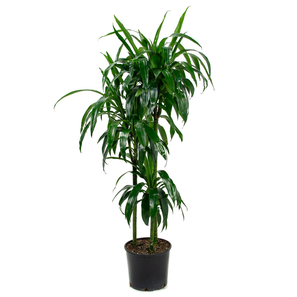 dracaena eve cane Natural plants - Dracaena Elegance - cane