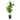 Dracaena Cintho - canne
