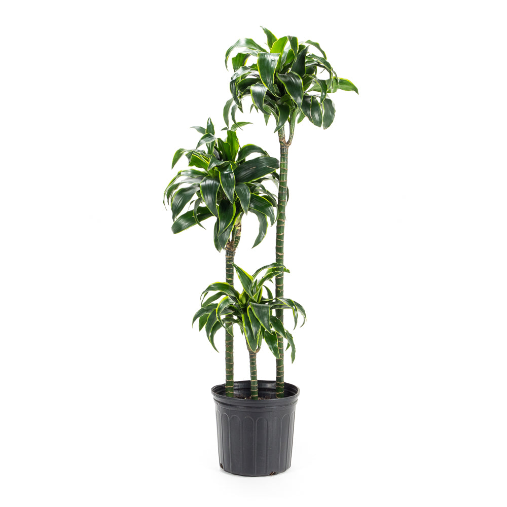 dracaena deremensis dorado Natural plants - Dracaena Dorado