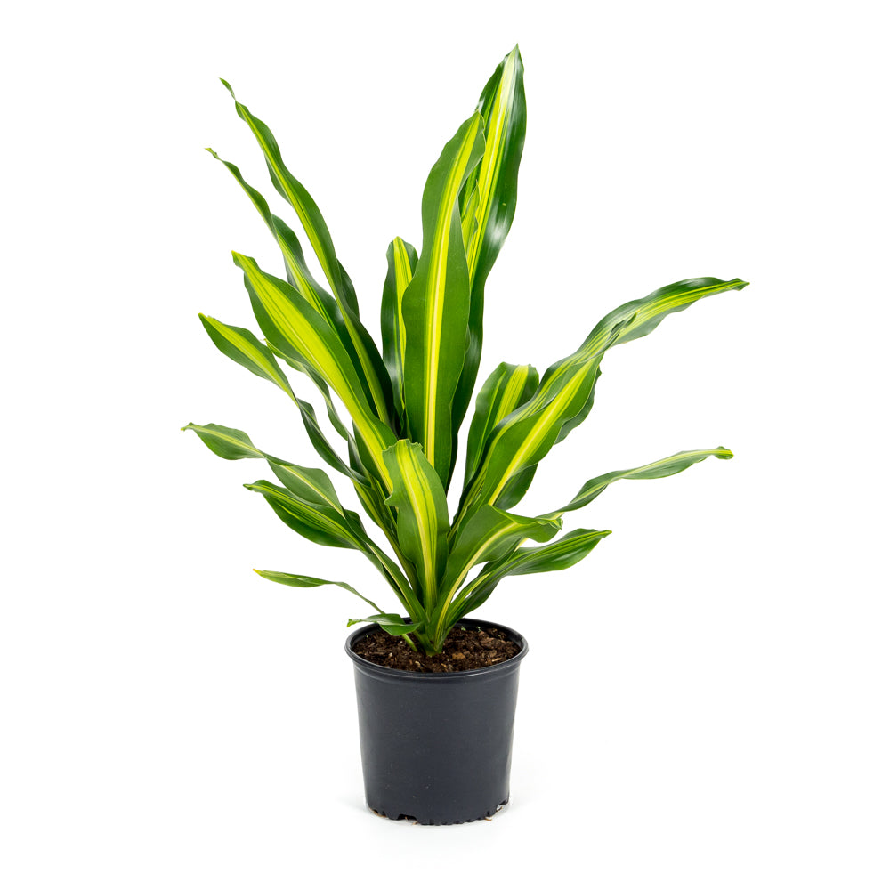 dracaena giganta plant Natural plants - Dracaena Giganta