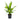 Dracaena Giganta