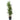 Dracaena Marginata - canne