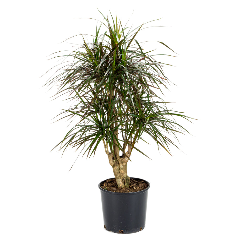 dracaena marginata stump Plantes naturelles - Dracaena Marginata - stump