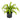 Dracaena Marley