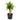 Dracaena Massangeana - souche