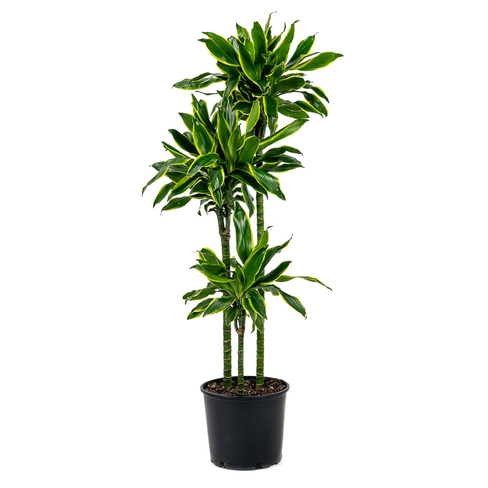 moonlight dracaena Natural plants - Dracaena Art cane