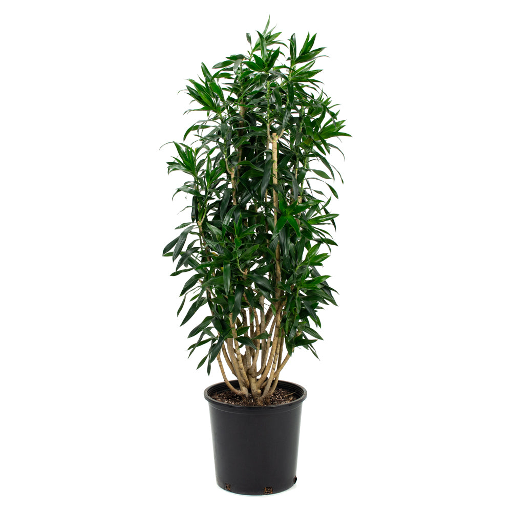 reflexa dracaena Natural plants - Dracaena Reflexa
