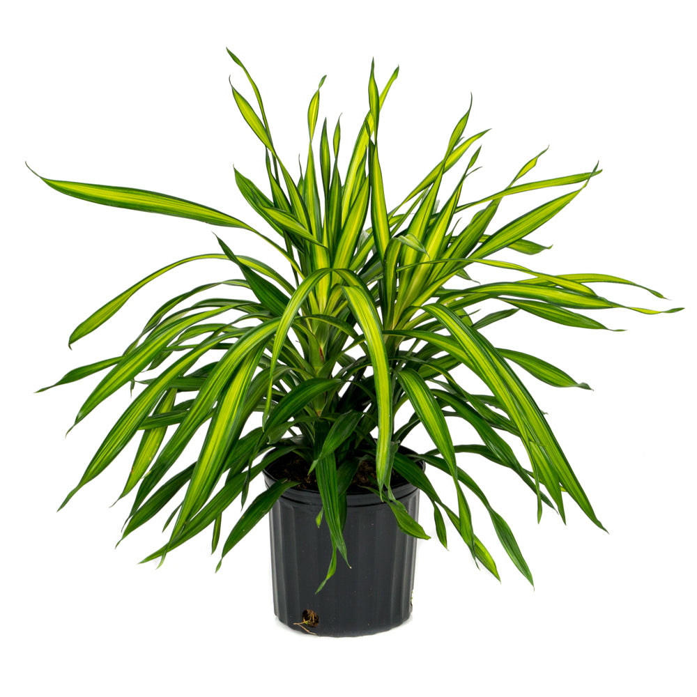 dracaena rikki tips Natural plants - Dracaena Rikki