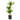 Dracaena Rikki - canne