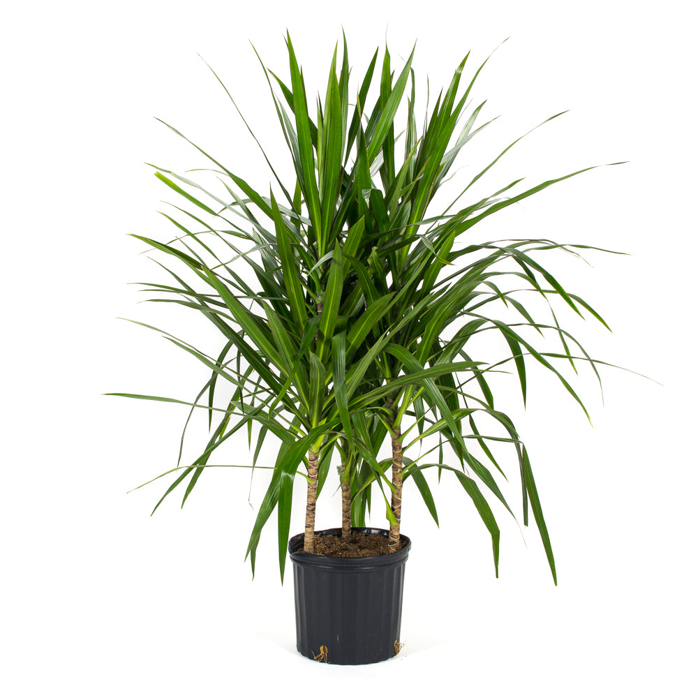 dracaena bush Natural plants - Dracaena Tarzan - cane