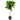 Ficus Lyrata - tige