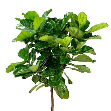 Ficus Lyrata - tree
