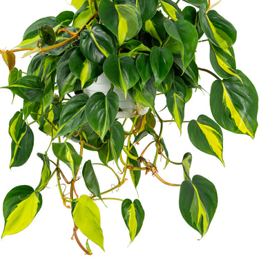 Philodendron Brazil