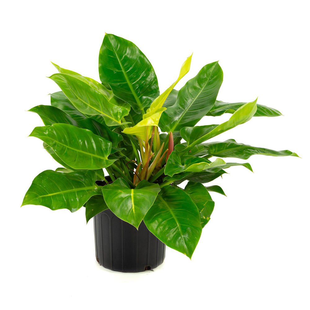 philodendron moonlight large Natural plants - Philodendron Moonlight