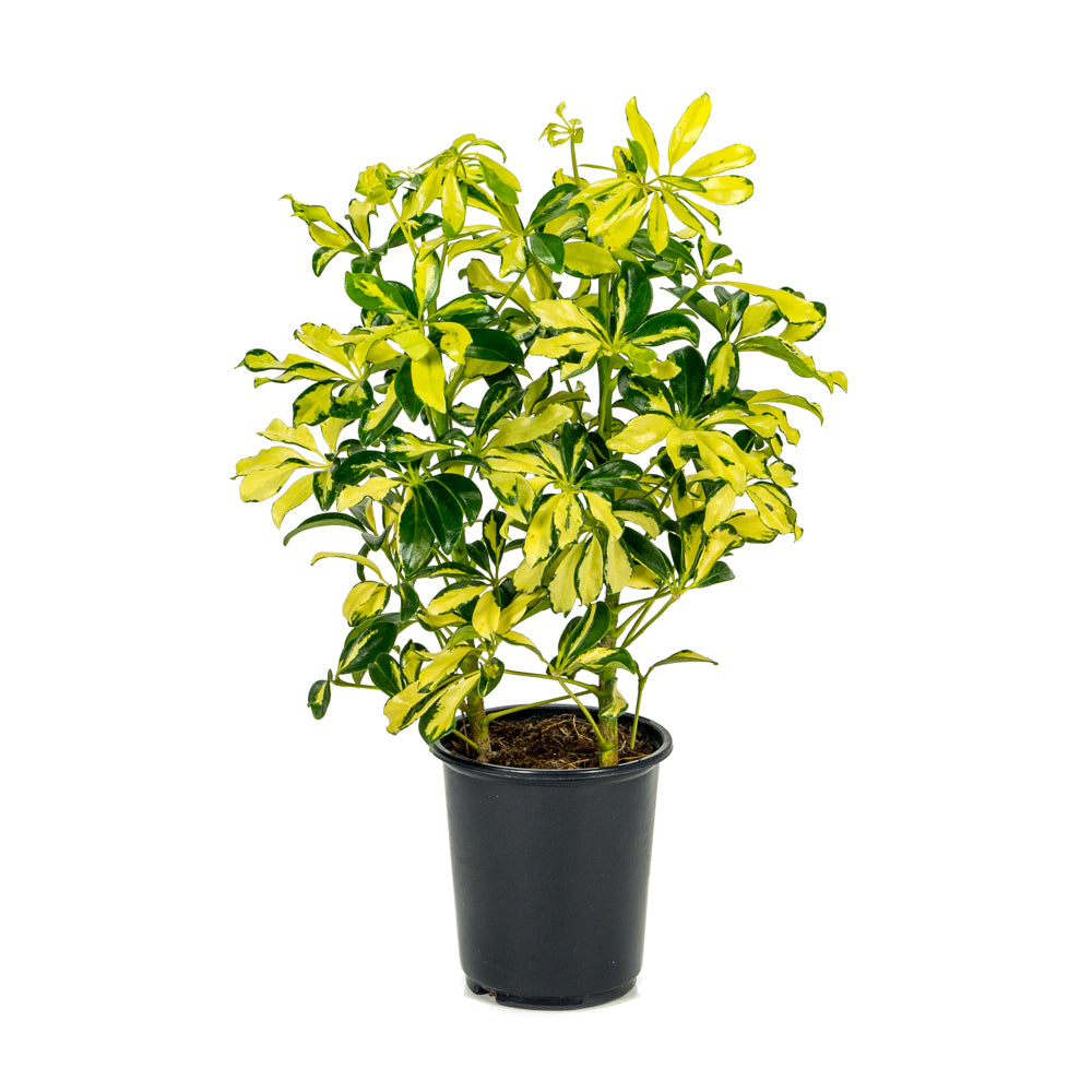 gold capella house plant Natural plants - Schefflera Gold Capella
