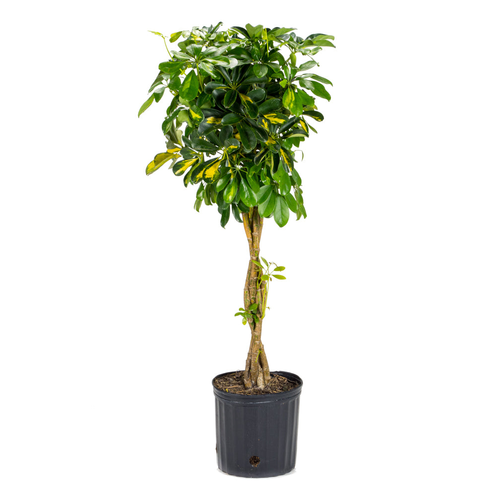 schefflera arboricola braid Natural plants - Schefflera Gold Capella - braid