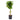 Schefflera Gold Capella - tressé