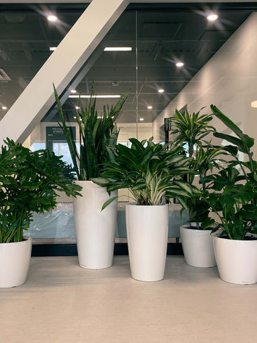 plantes naturelles ou artificielles pour décoration