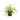 Chlorophytum