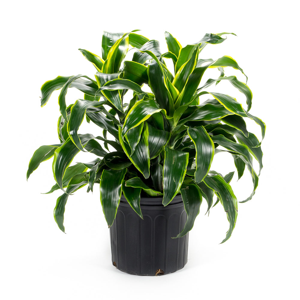 dracaena dorado watering Natural plants - Dracaena Dorado