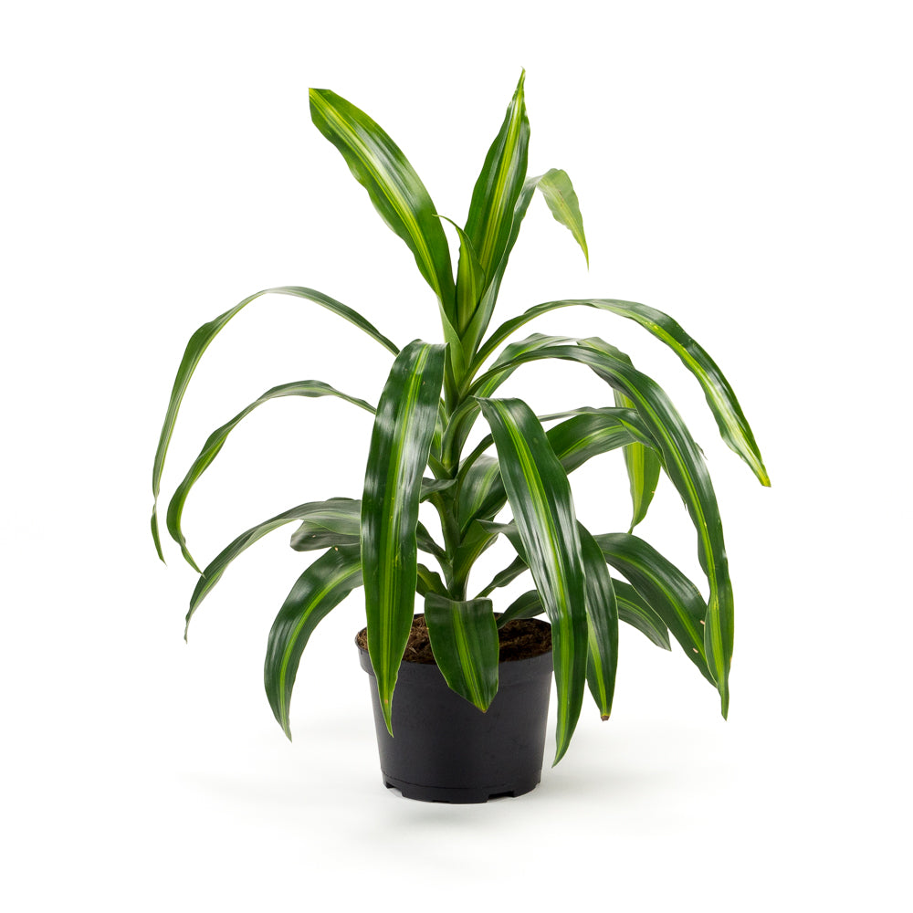 hawaiian dracaena pele Natural plants - Dracaena Hawaiian Sunshine