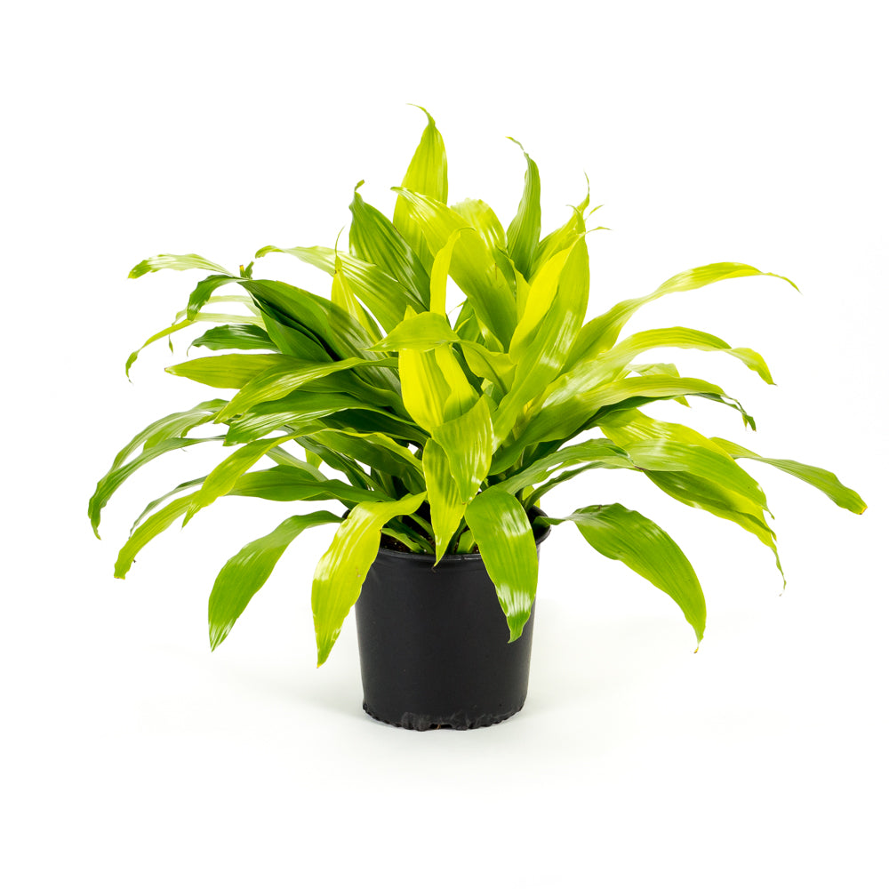 dracaena artificial light Natural plants - Dracaena Lime Light