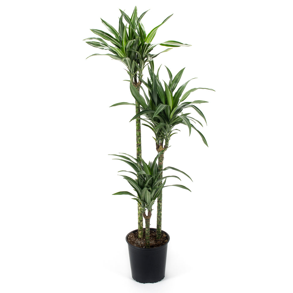 dracaena cena Natural plants - Dracaena Ulysse - cane