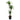 Dracaena Ulysse - canne
