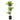 Dracaena Goldstar - canne