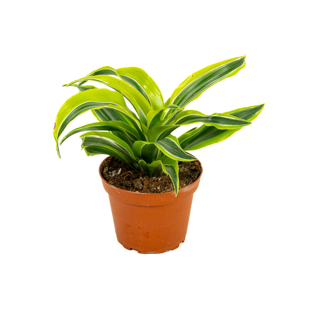 dracaena dragon lemon surprise Natural plants - Dracaena Lemon Surprise