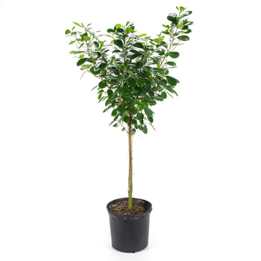 Ficus Daniella - tree