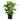 Ficus Lyrata