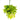 Pothos Neon