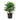 Rhapis Excelsa