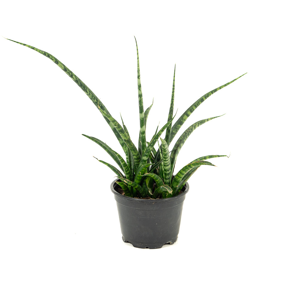 sansevieria fernwood benefits Natural plants - Sansevieria Fernwood