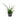 Sansevieria Fernwood