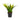 Sansevieria Golden Flame