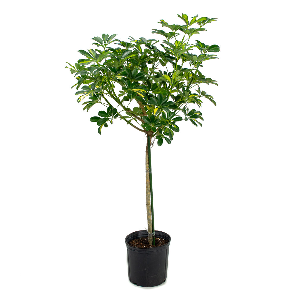full grown arboricola gold capella schefflera arboricola gold capella Natural plants - Schefflera Gold Capella - tree