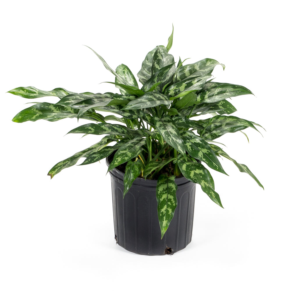 aglaonema maria watering Natural plants - Aglaonema Maria