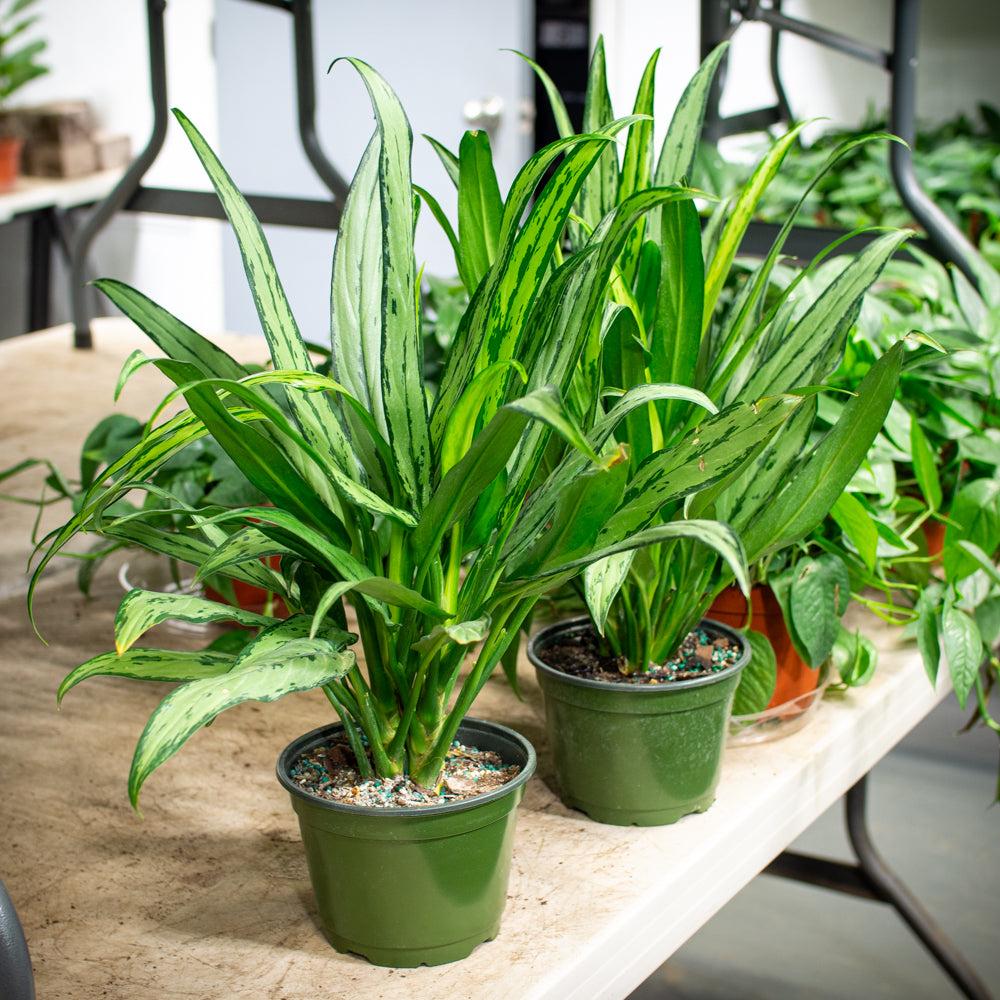 cutlass aglaonema Natural plants - Aglaonema Cutlass