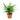 Aglaonema Cutlass
