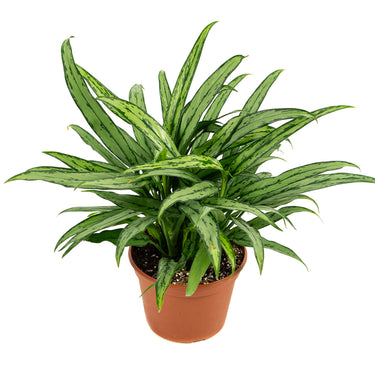Aglaonema Cutlass