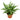 Aglaonema Cutlass