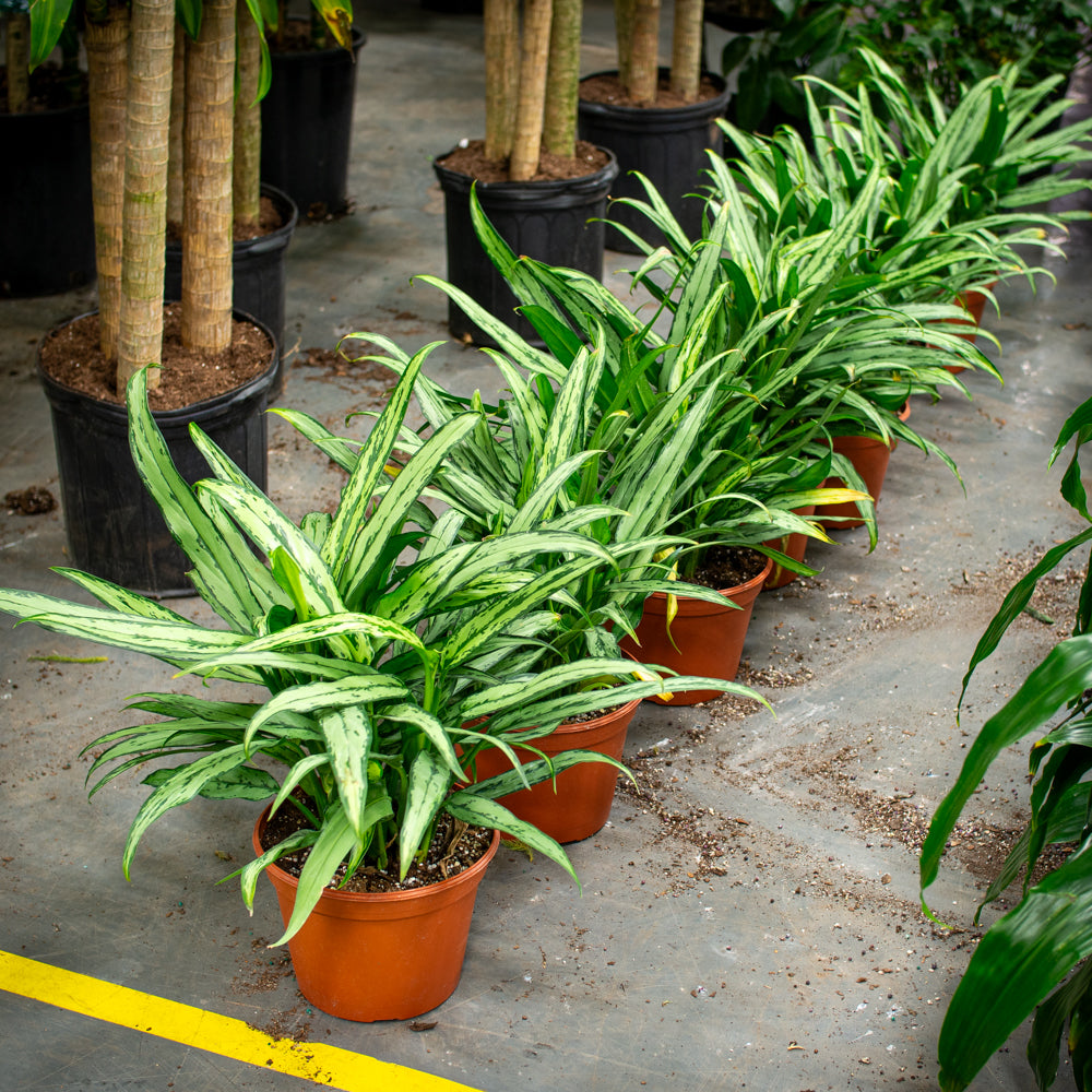 aglaonema cutlass plant care Natural plants - Aglaonema Cutlass