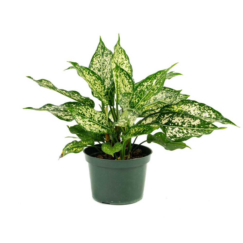 aglaonema osaka white care Natural plants - Aglaonema Osaka
