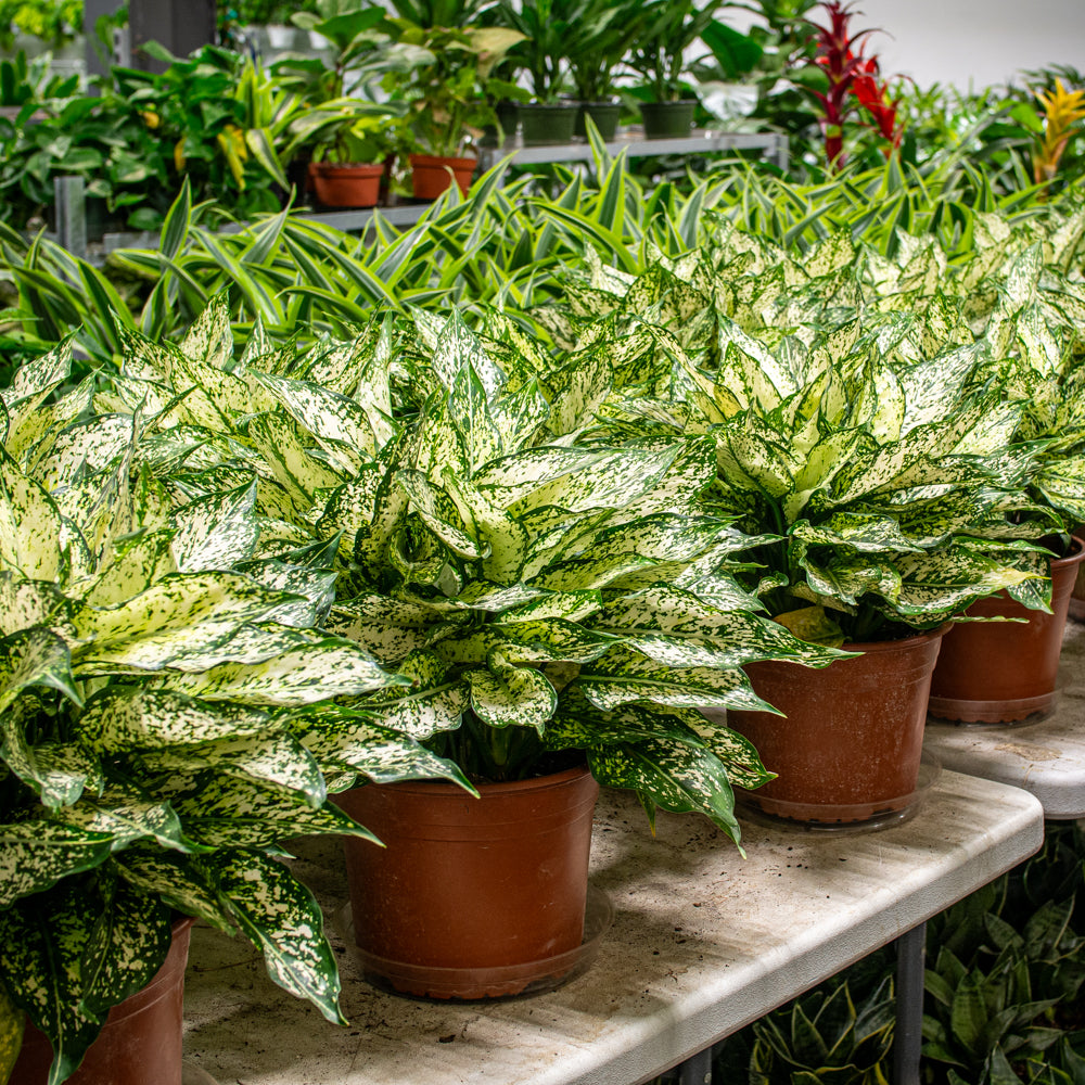 aglaonema osaka care Natural plants - Aglaonema Osaka