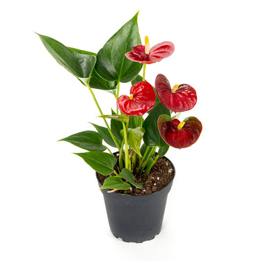 Anthurium
