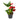 Anthurium